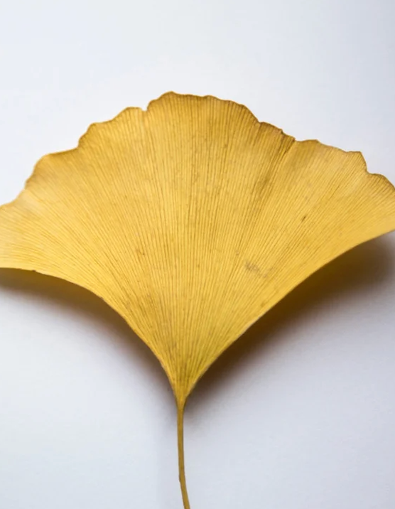 Antioxidant Ginkgo Gel Booster