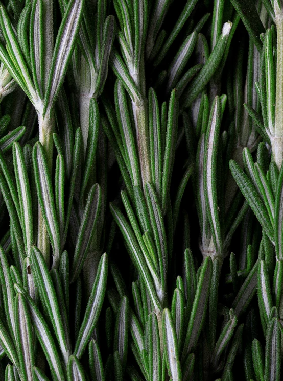 Rozemarijnolie voor het Versterken van Haar en Hoofdhuid